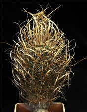 Toumeya papyracantha  Leo