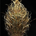 Toumeya papyracantha  Leo
