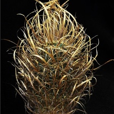 Toumeya papyracantha  Leo