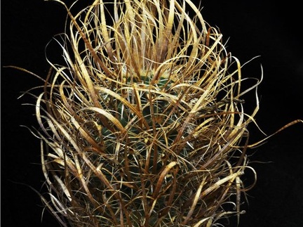 Toumeya papyracantha  Leo