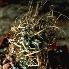 Toumeya papyracantha