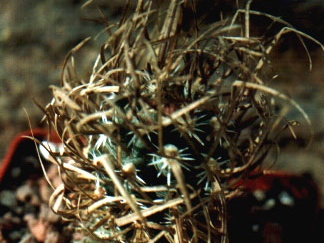 Toumeya papyracantha