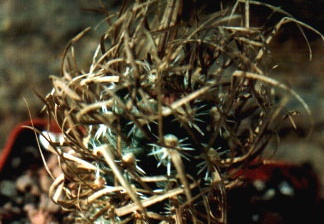 Toumeya papyracantha
