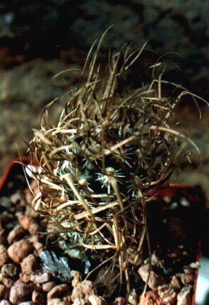 Toumeya papyracantha