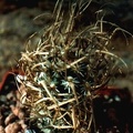 Toumeya papyracantha