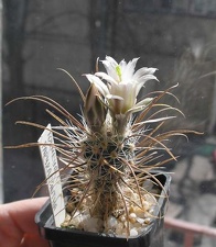 Toumeya papyracantha