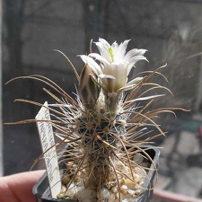 Toumeya papyracantha