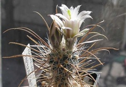 Toumeya papyracantha