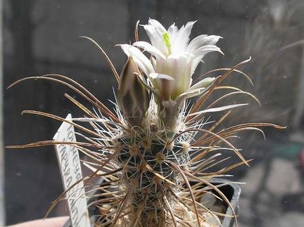 Toumeya papyracantha