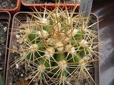 Trichocereus pasacana