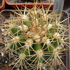Trichocereus pasacana