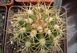 Trichocereus pasacana