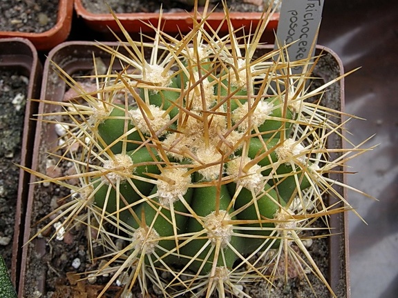 Trichocereus pasacana