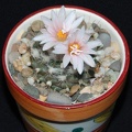Ph Turbinicarpus laui Moksa