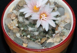 Ph Turbinicarpus laui Moksa