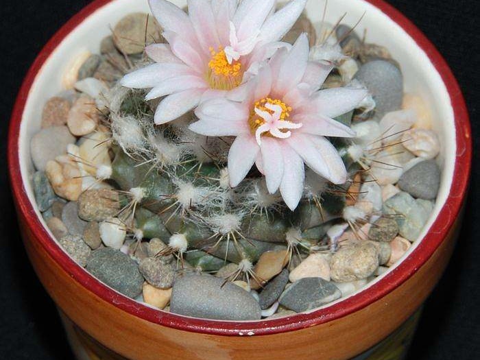 Ph Turbinicarpus laui Moksa