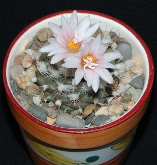 Ph Turbinicarpus laui Moksa