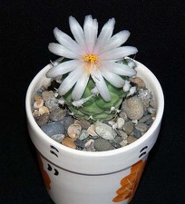 Ph Turbinicarpus lophophoroides Moksa