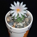 Ph Turbinicarpus lophophoroides Moksa