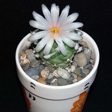 Ph Turbinicarpus lophophoroides Moksa