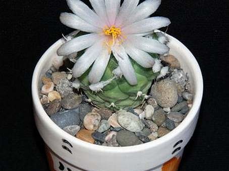 Ph Turbinicarpus lophophoroides Moksa