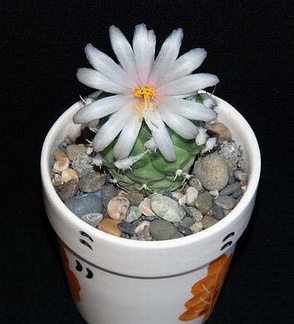 Ph Turbinicarpus lophophoroides Moksa