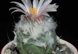 Ph Turbinicarpus lophophoroides VitNat