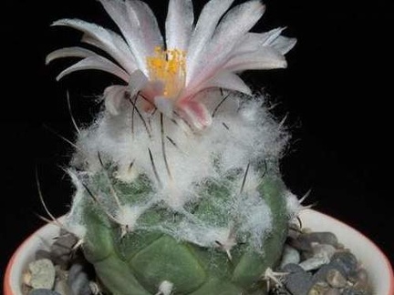 Ph Turbinicarpus lophophoroides VitNat