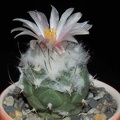 Ph Turbinicarpus lophophoroides VitNat