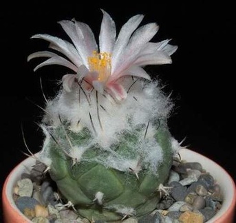 Ph Turbinicarpus lophophoroides VitNat