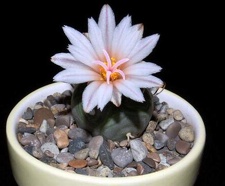 Ph Turbinicarpus polaskii VitNat