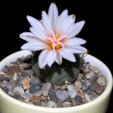 Ph Turbinicarpus polaskii VitNat