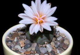 Ph Turbinicarpus polaskii VitNat