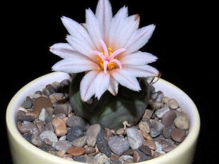 Ph Turbinicarpus polaskii VitNat