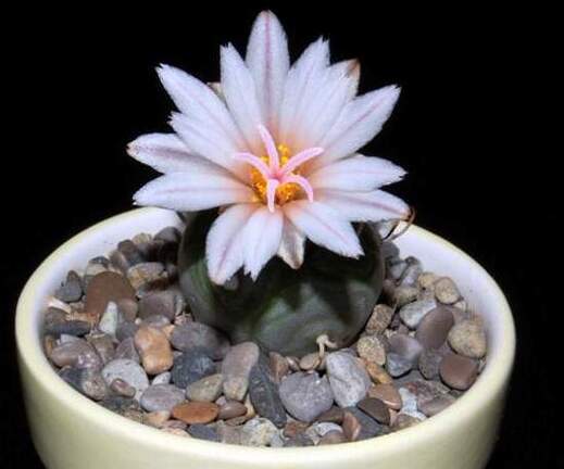 Ph Turbinicarpus polaskii VitNat