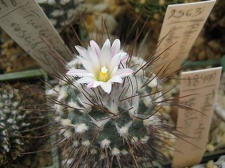 Ph Turbinicarpus roseiflorus Galin