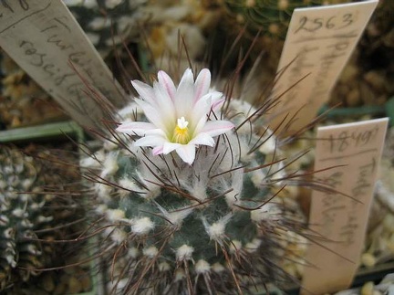 Ph Turbinicarpus roseiflorus Galin