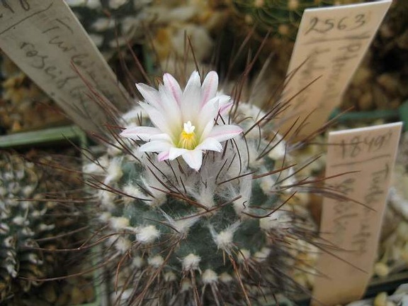 Ph Turbinicarpus roseiflorus Galin