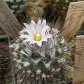 Ph Turbinicarpus roseiflorus Galin