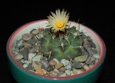 Ph Turbinicarpus swobodae VitNat