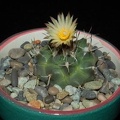 Ph Turbinicarpus swobodae VitNat