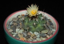 Ph Turbinicarpus swobodae VitNat