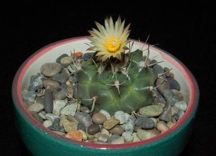 Ph Turbinicarpus swobodae VitNat