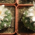 T lophophoroides