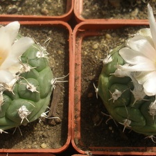 T lophophoroides