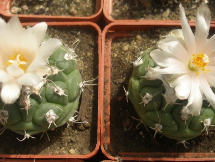 T lophophoroides