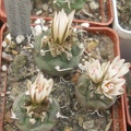 T macrochele