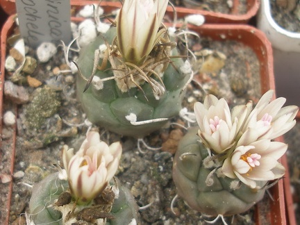T macrochele