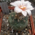 T polaskii