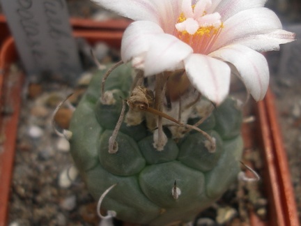 T polaskii